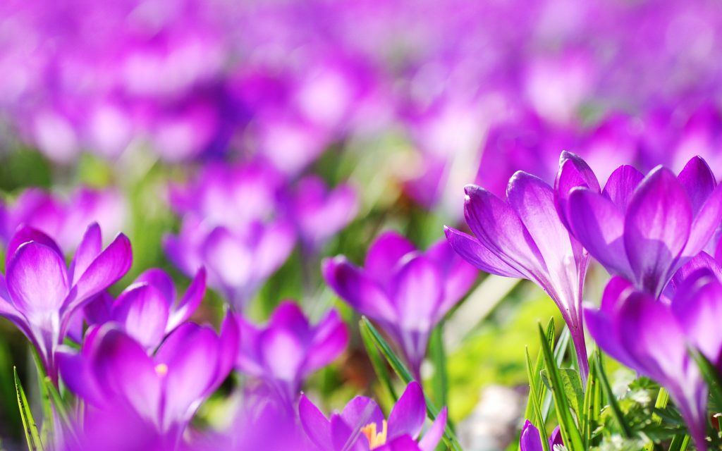 Фиолетовый Крокус цветы. обои скачать