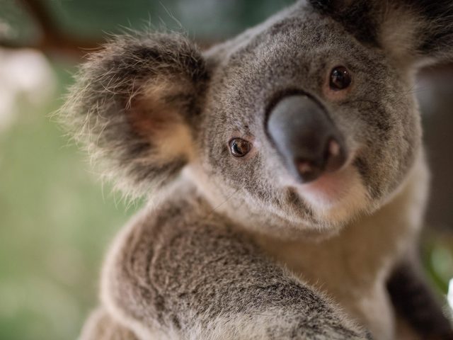 Животное коала