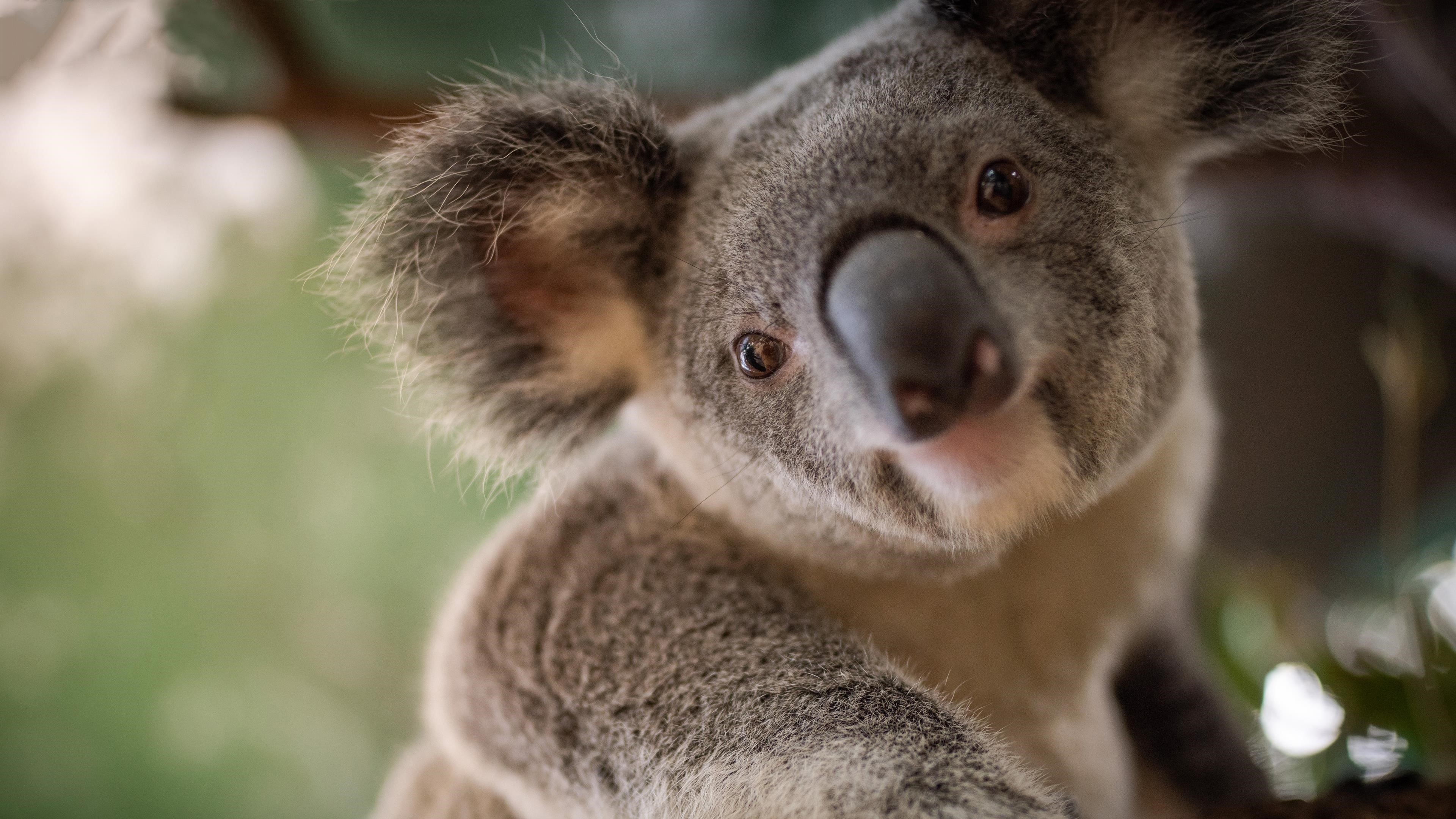 Животное коала обои скачать