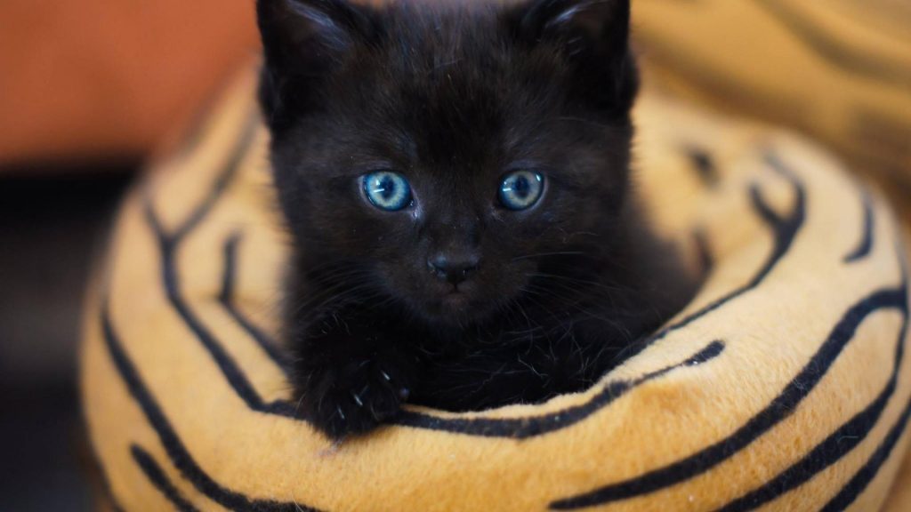 Голубые глаза черная кошка котенок на ткани котенок обои скачать