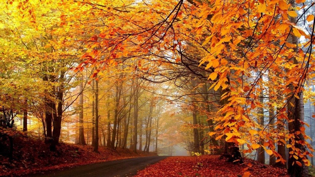 Дорога между желто красными осенними листьями деревьев с туманной природой обои скачать