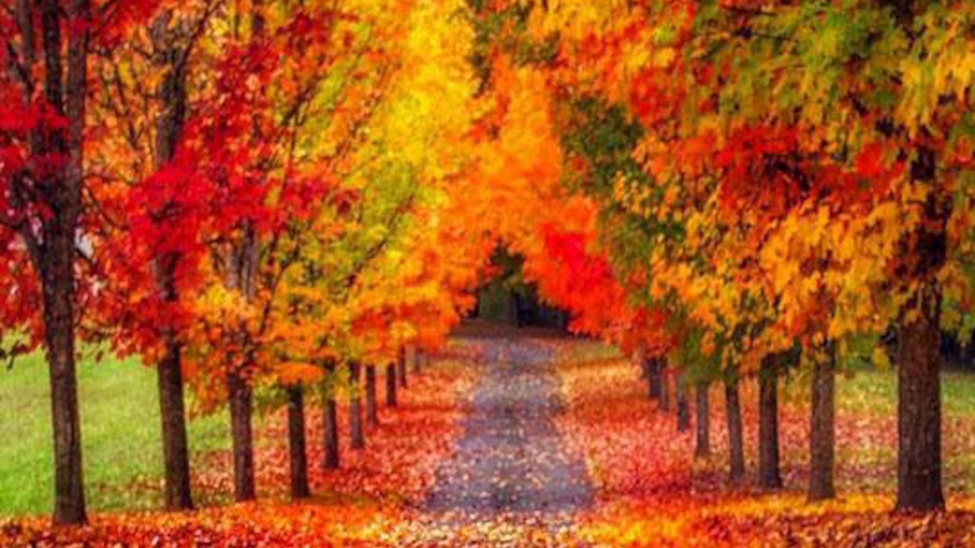 Листья на тропинке между красочными осенними деревьями природа обои скачать