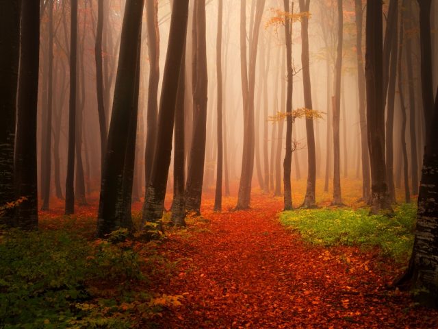 Туманный осенний лес.