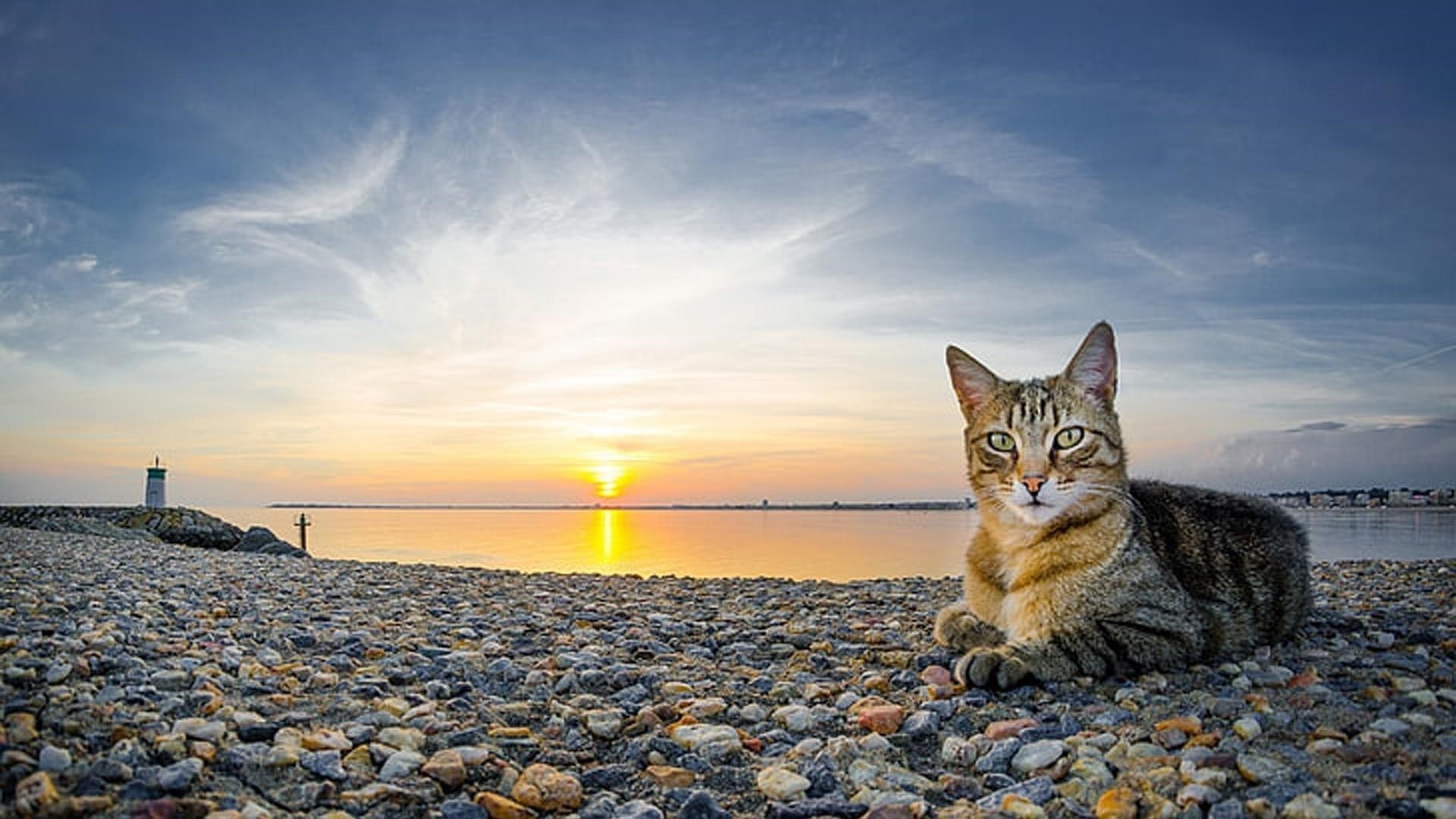 Желтые глаза коричнево-черная кошка со звездным взглядом сидит на каменной гальке на фоне пляжа во время заката кошка обои скачать