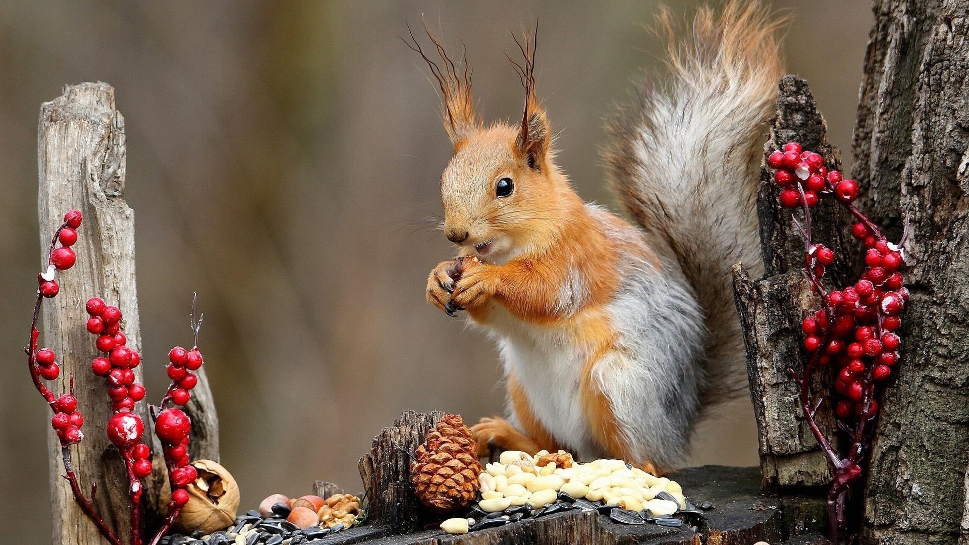 Коричневая белка стоит на стволе дерева и ест орехи животных обои скачать