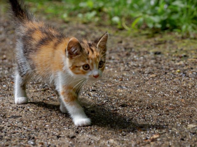 Коричневый черный белый кот котенок идет по песку котенок