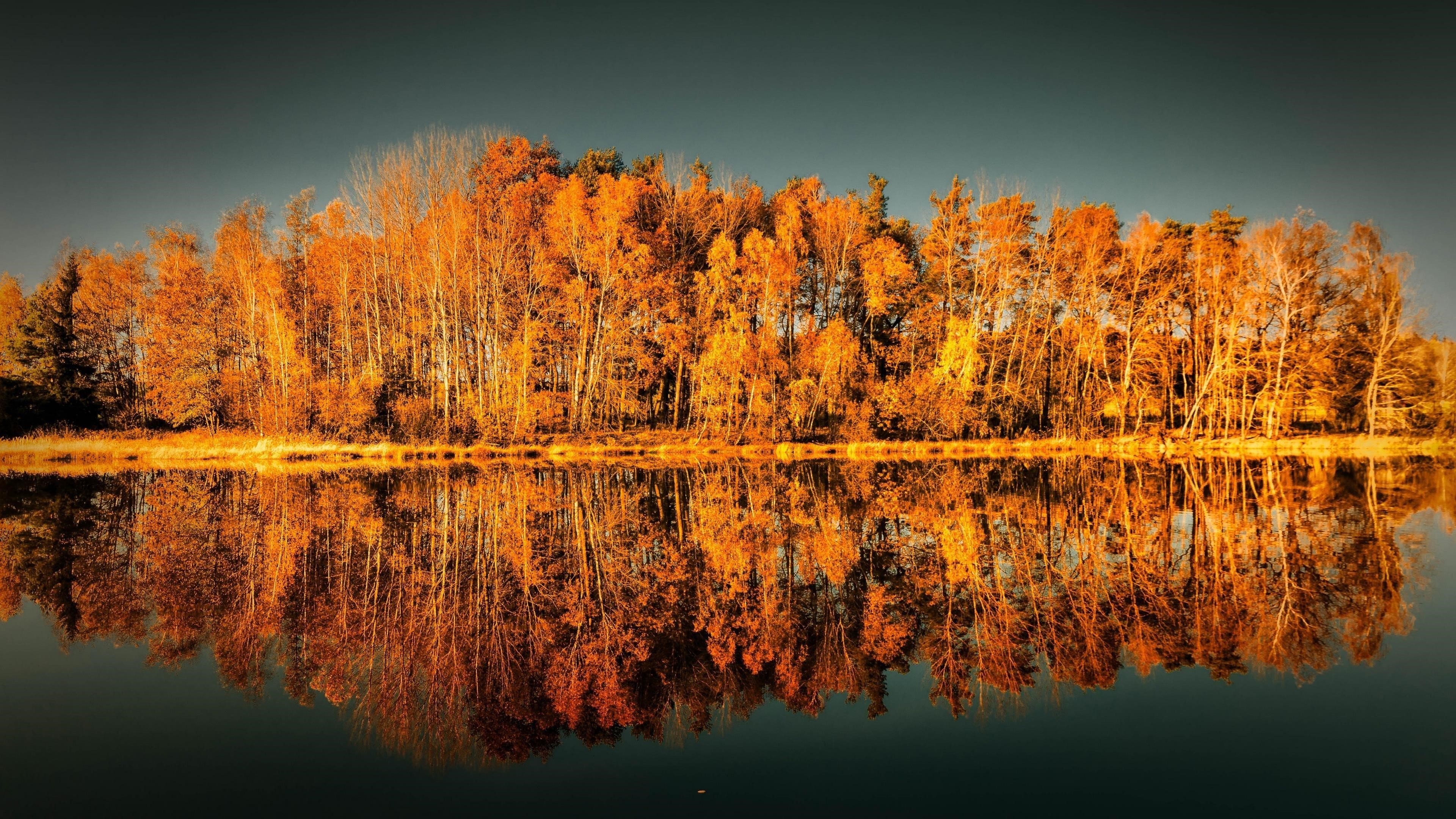 Желтые осенние деревья отражение на водоеме природа обои скачать