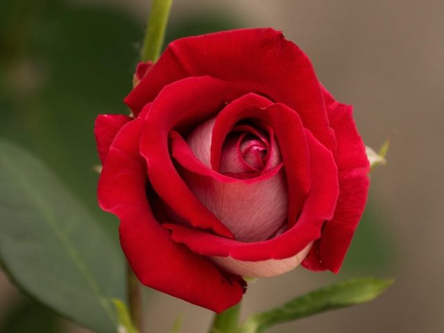 Земля красная роза