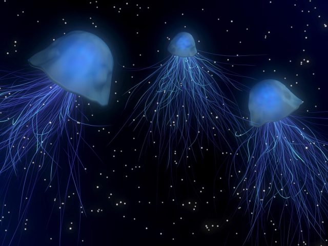 Медузы абстрактное пространство подводный мир животные