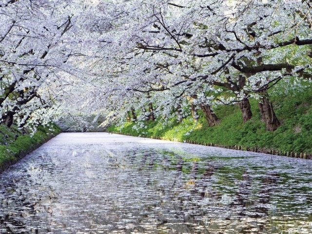 Река с белыми цветущими листьями между деревьями с отражением природы