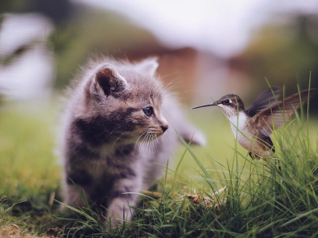 Кошка и птица сидят на траве в дневное время животные