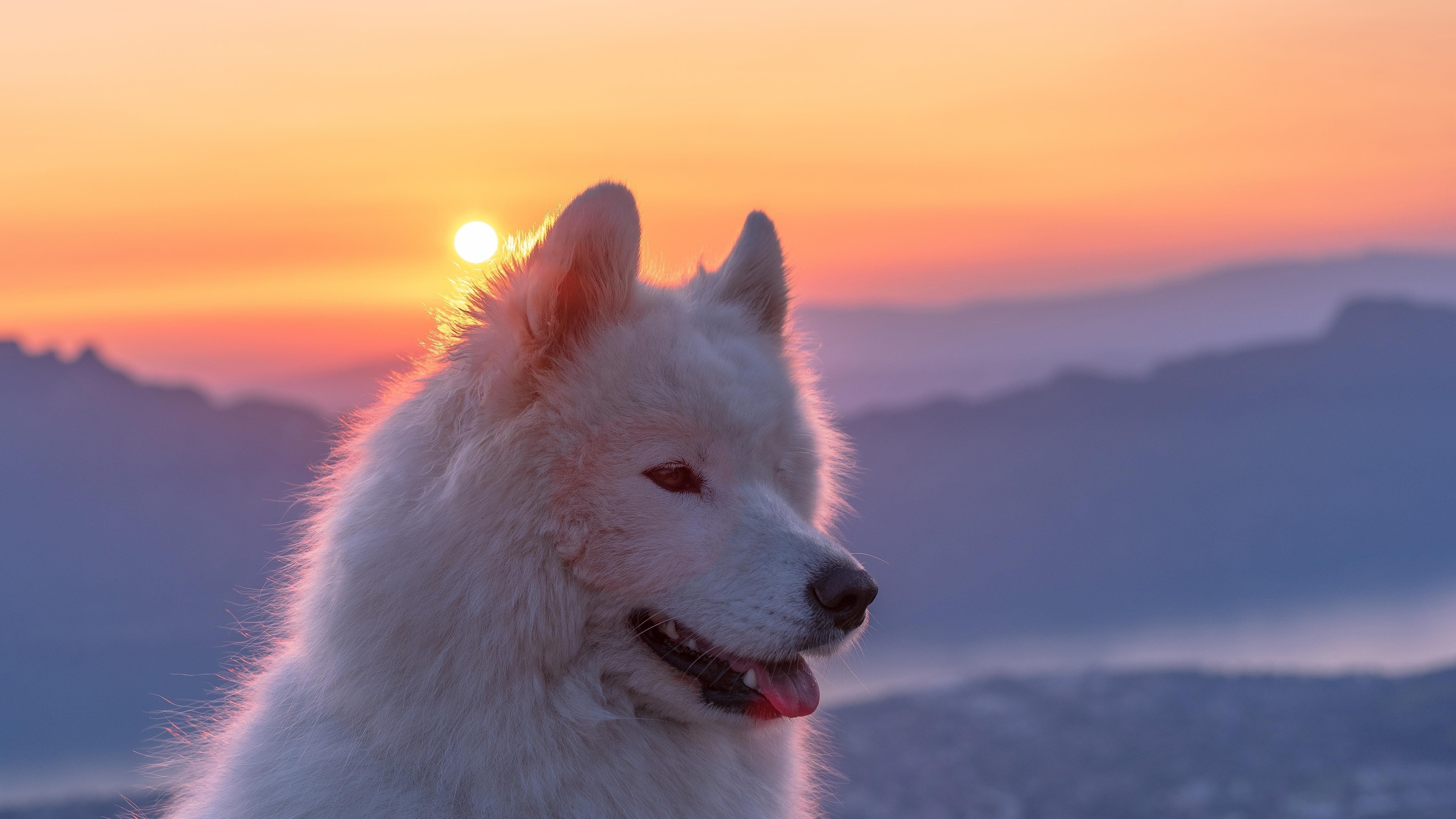 Самоедская белая собака на фоне восхода солнца животные обои скачать