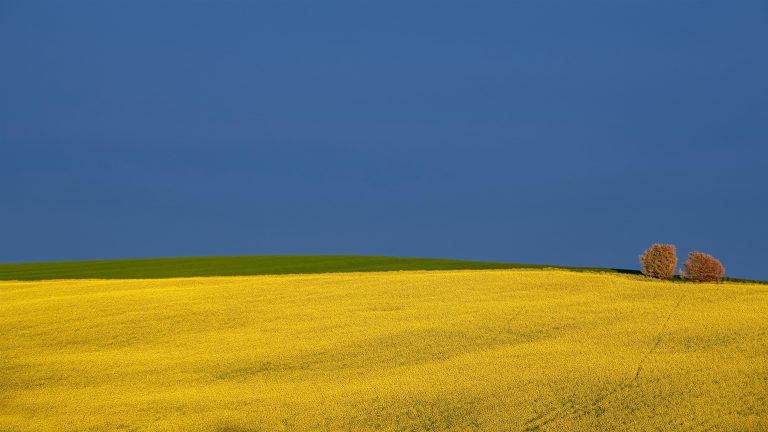 Фотографии в рапсовом поле