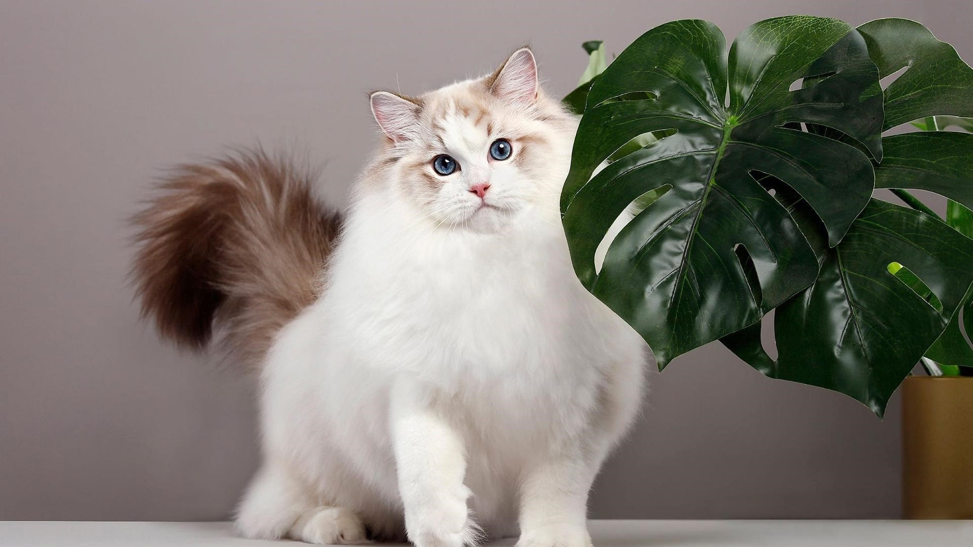 Симпатичная белая кошка стоит рядом с большими зелеными листьями на белом фоне животных обои скачать