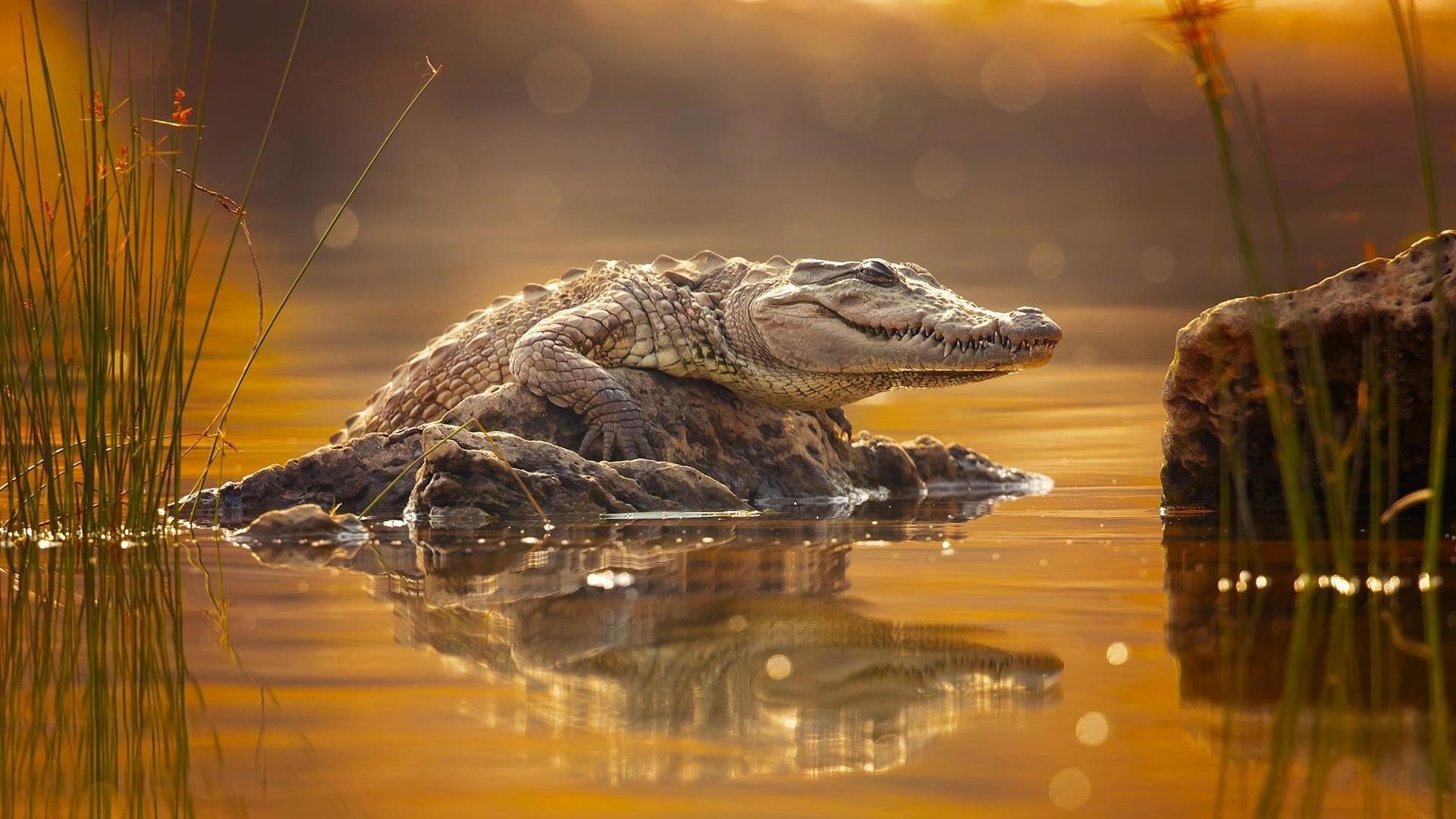 Животное крокодил держит в скале между озером с размытым фоном животных обои скачать