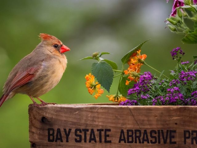 Птица кардинал цветок дикая природа птица