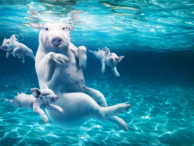 Погружение свиньи в воду