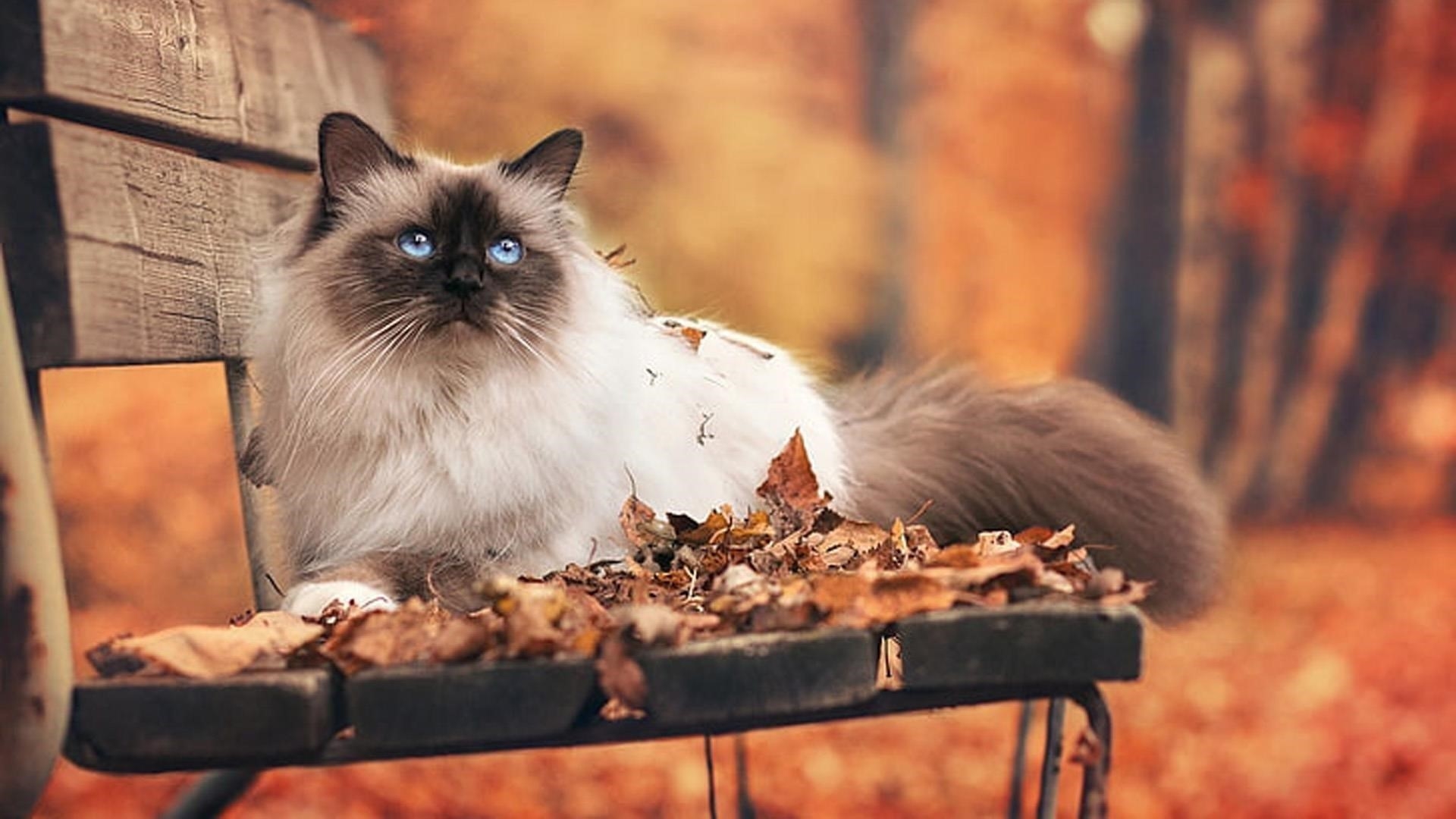 Черный белый голубоглазый кот сидит на деревянной скамейке на размытом фоне кошка обои скачать