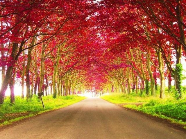 Дорога между красными осенними деревьями в дневное время природа