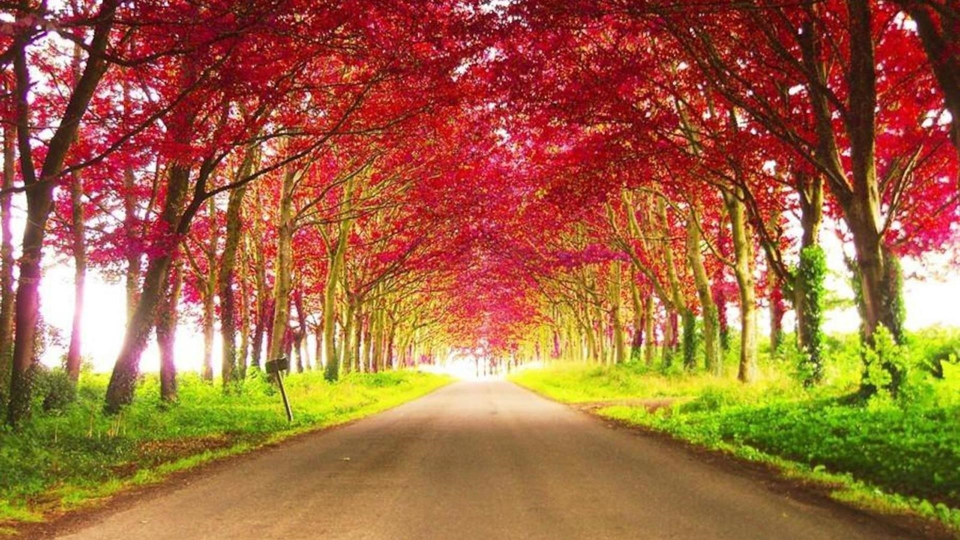 Дорога между красными осенними деревьями в дневное время природа обои скачать