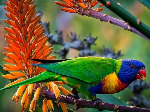Зеленый синий желтый красный острый нос попугая на стебельке птицы
