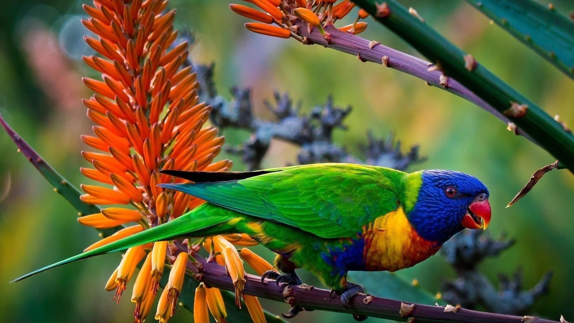 Зеленый синий желтый красный острый нос попугая на стебельке птицы обои скачать