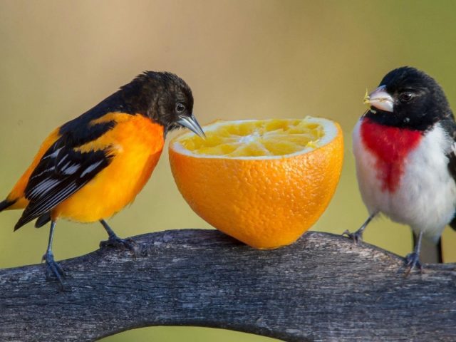 Красногрудые клювокрылые и желто черные птицы едят апельсин стоя на ветке дерева птицы