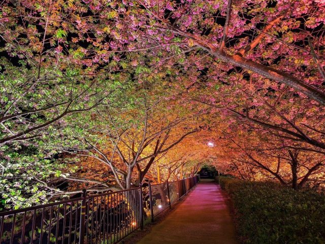 Красивая ночь весна парк аллея огни природа