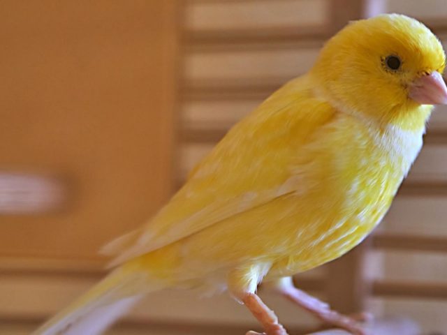 Желтая птица стоит на полу в размытом фоне птицы