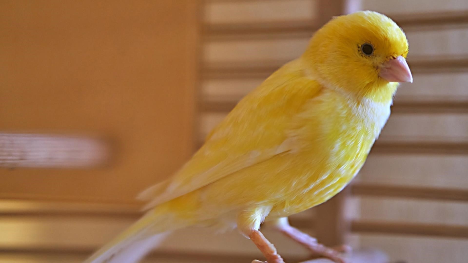 Желтая птица стоит на полу в размытом фоне птицы обои скачать