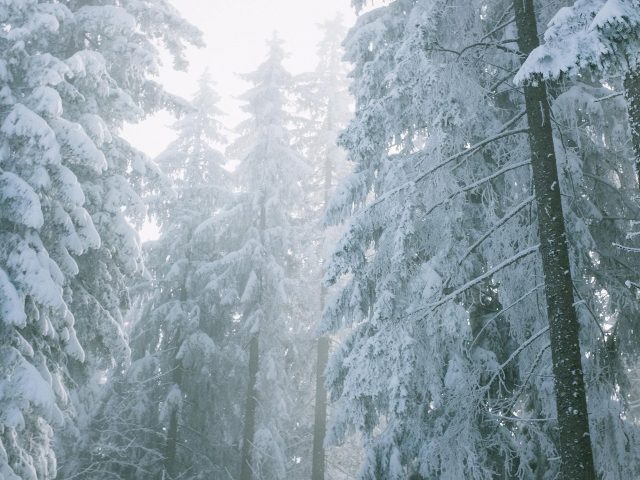 Заснеженный ельник с туманной зимой