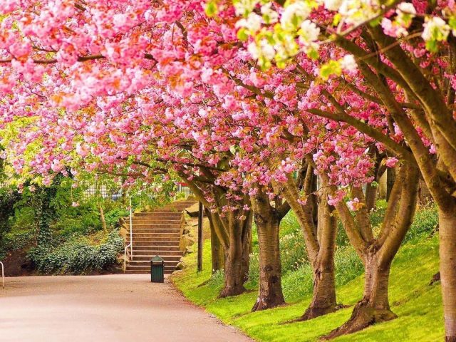 Тропинка между красочными вишневыми деревьями в дневное время природа
