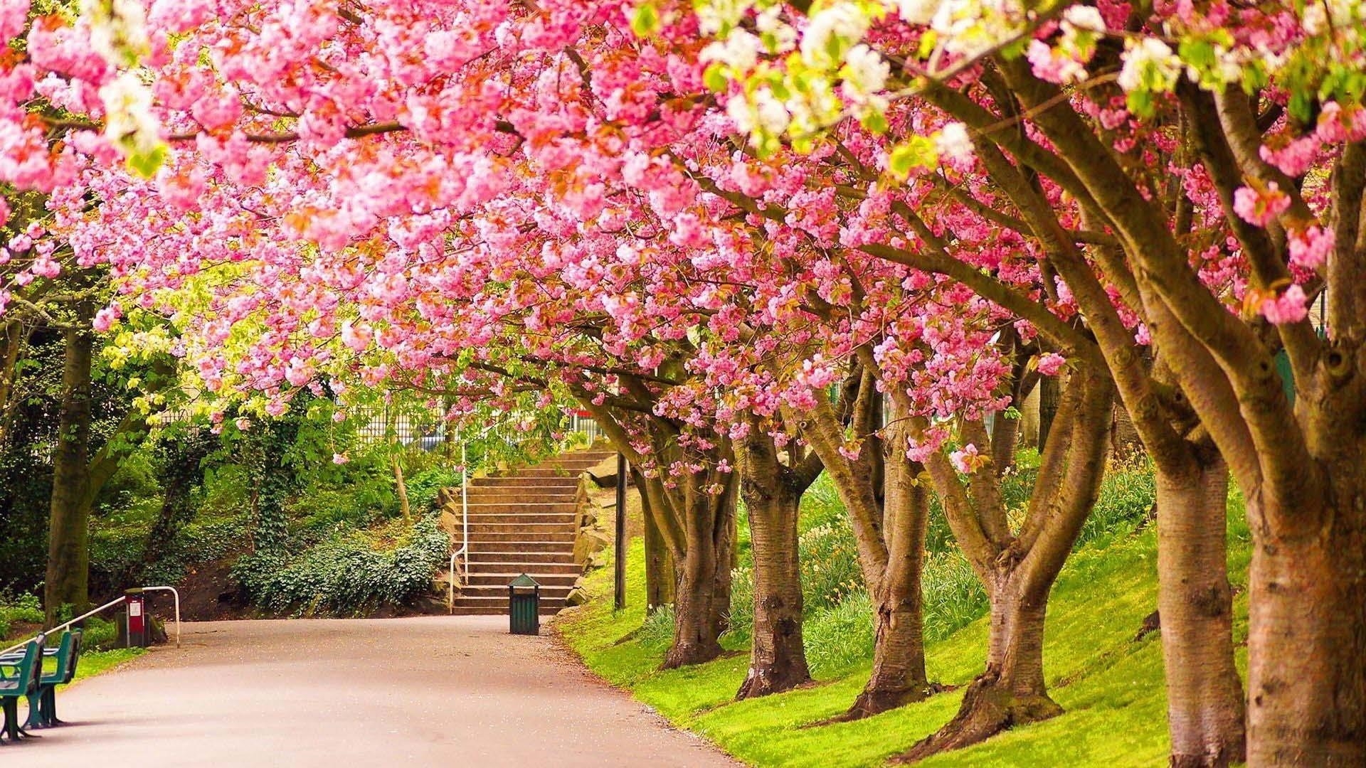 Тропинка между красочными вишневыми деревьями в дневное время природа обои скачать