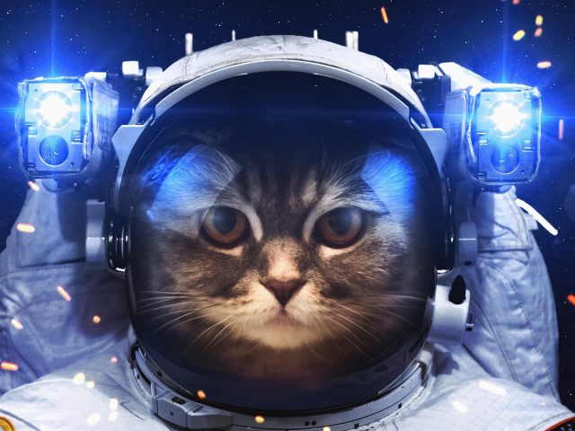Кот астронавт
