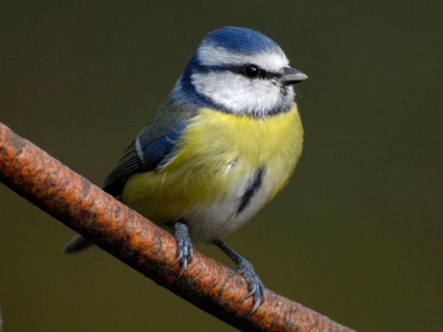 Желто синяя птица на ветке дерева на зеленом фоне птицы
