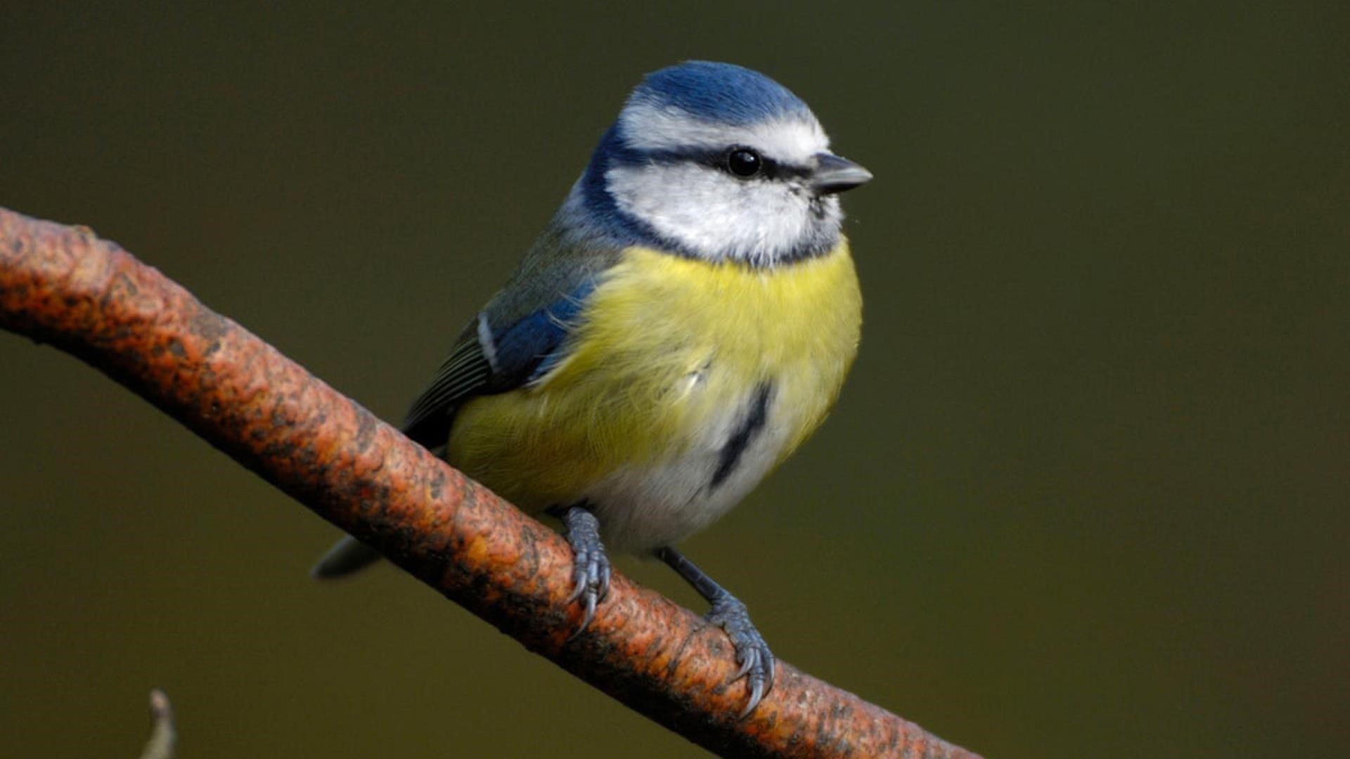 Желто синяя птица на ветке дерева на зеленом фоне птицы обои скачать