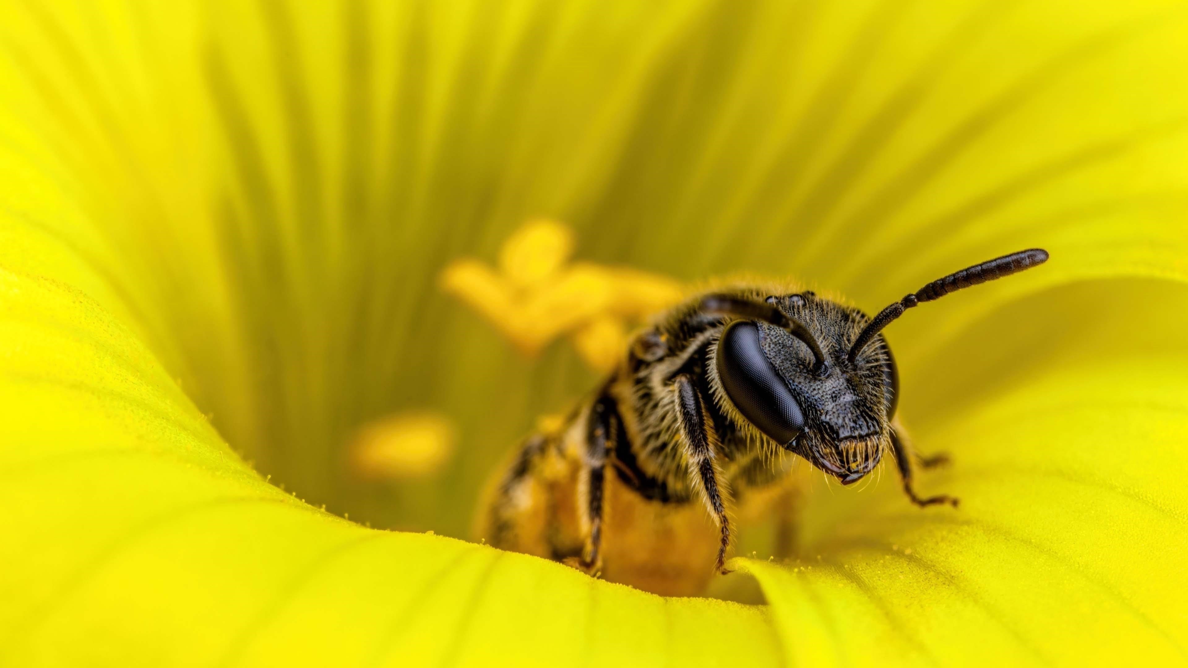 Животное Bee животных обои скачать
