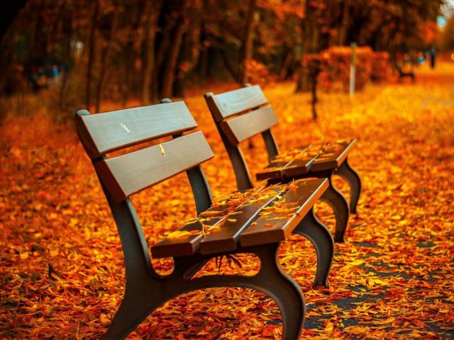 Две коричневые деревянные решетчатые скамейки опадают листьями