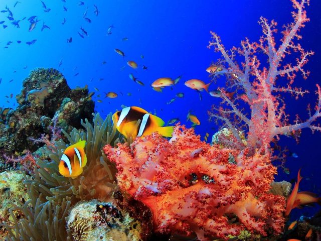 Красочный косяк рыб плавающих возле коралловых рифов подводных животных