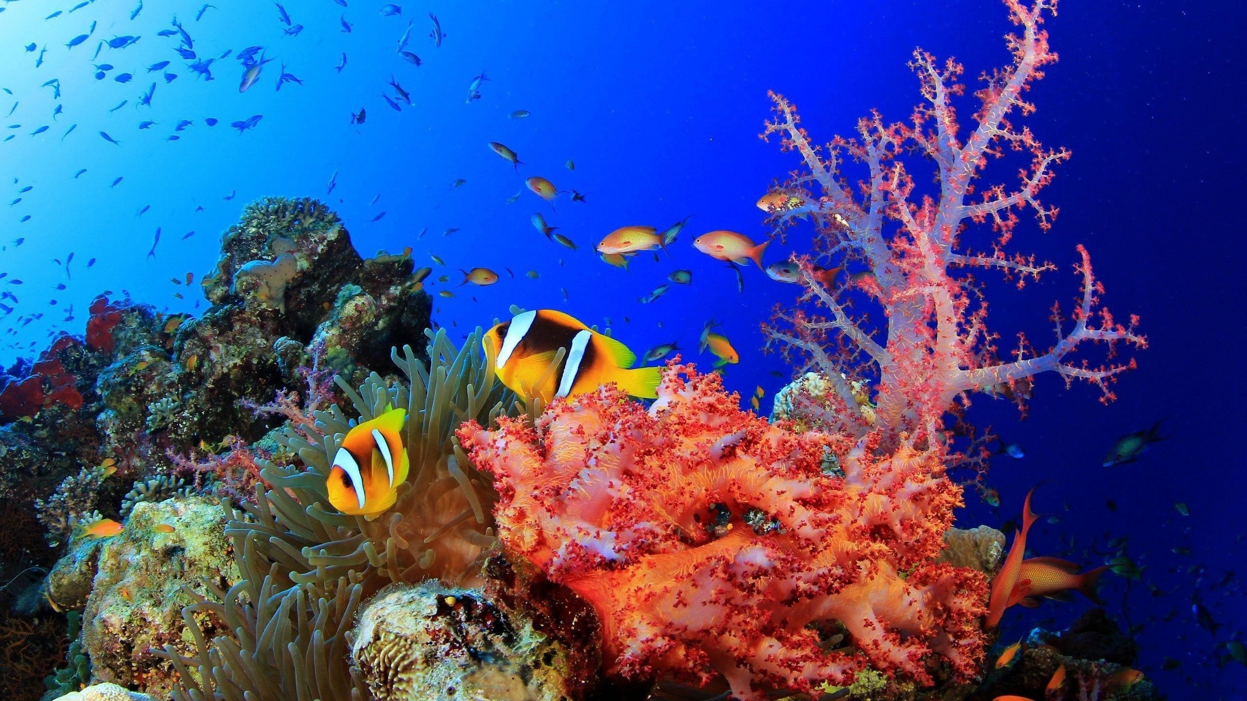 Красочный косяк рыб плавающих возле коралловых рифов подводных животных обои скачать
