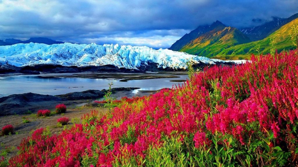 Весенние розовые цветы растение замерзшая река гора со снегом пейзаж вид на покрытые зеленью горы под голубыми облаками небо природа обои скачать