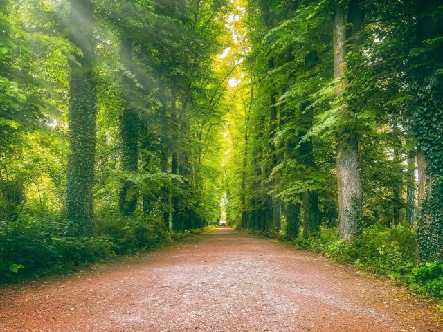 Дорога между плющом зеленью лесом природой