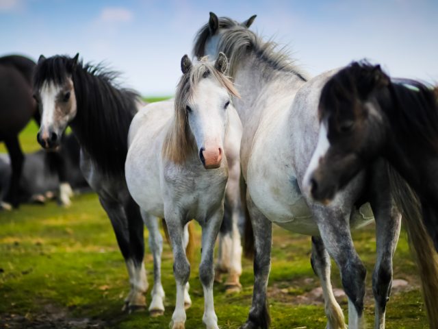 Валлийские пони белые лошади