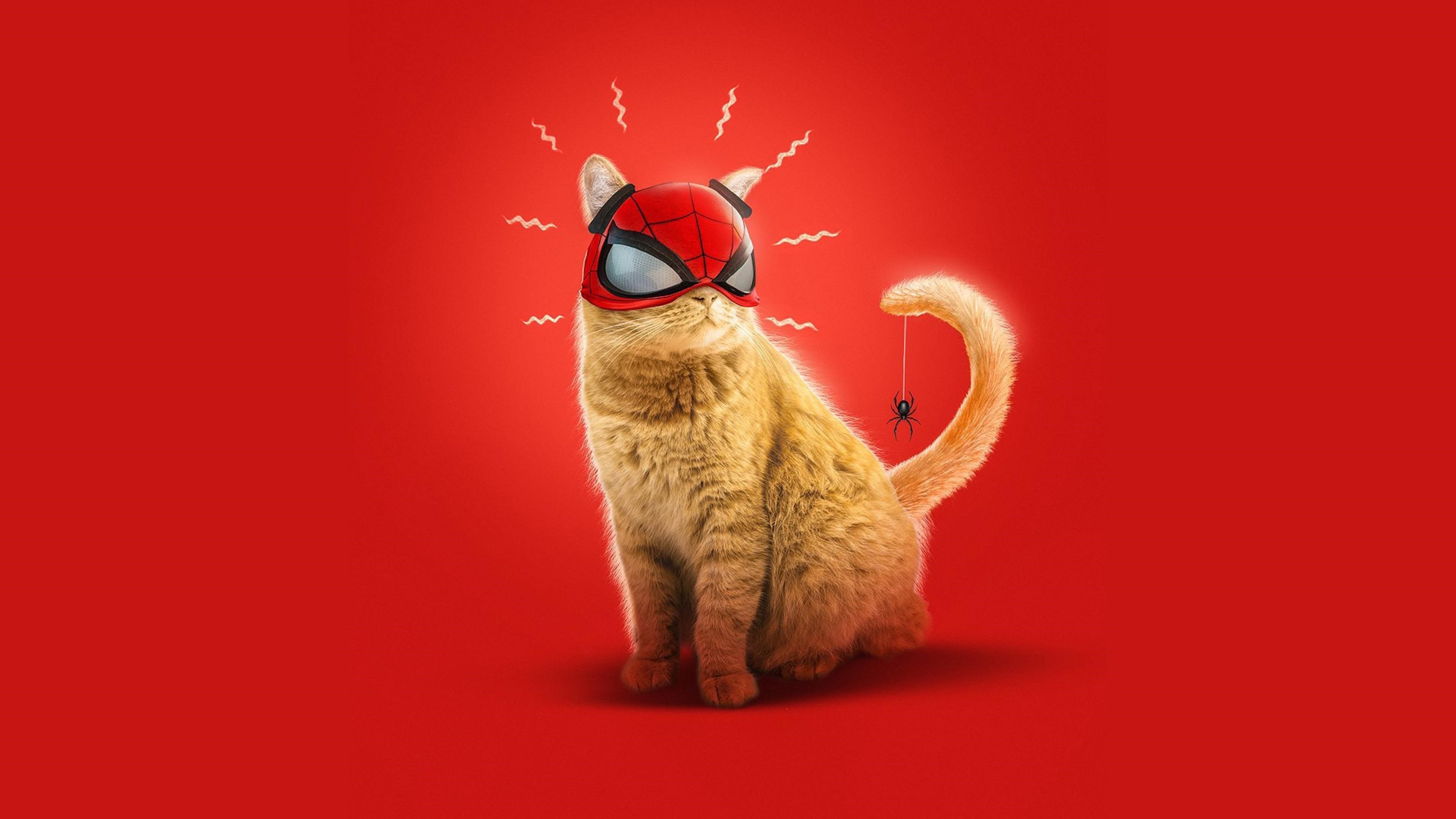 Кот паук Майлз Моралес искусство игры Человек-паук обои скачать
