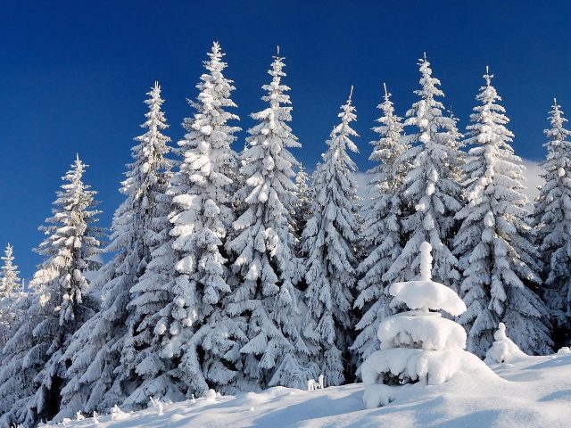 Заснеженные ели в снежном поле под голубым небом зима