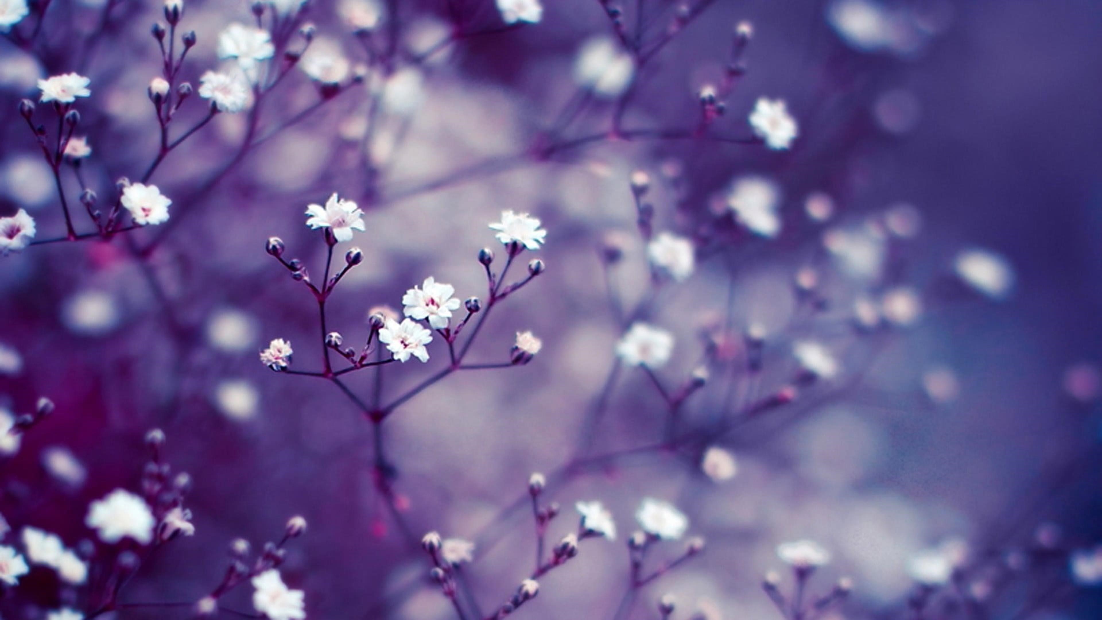 Белые цветы на светло-фиолетовом фоне природы обои скачать