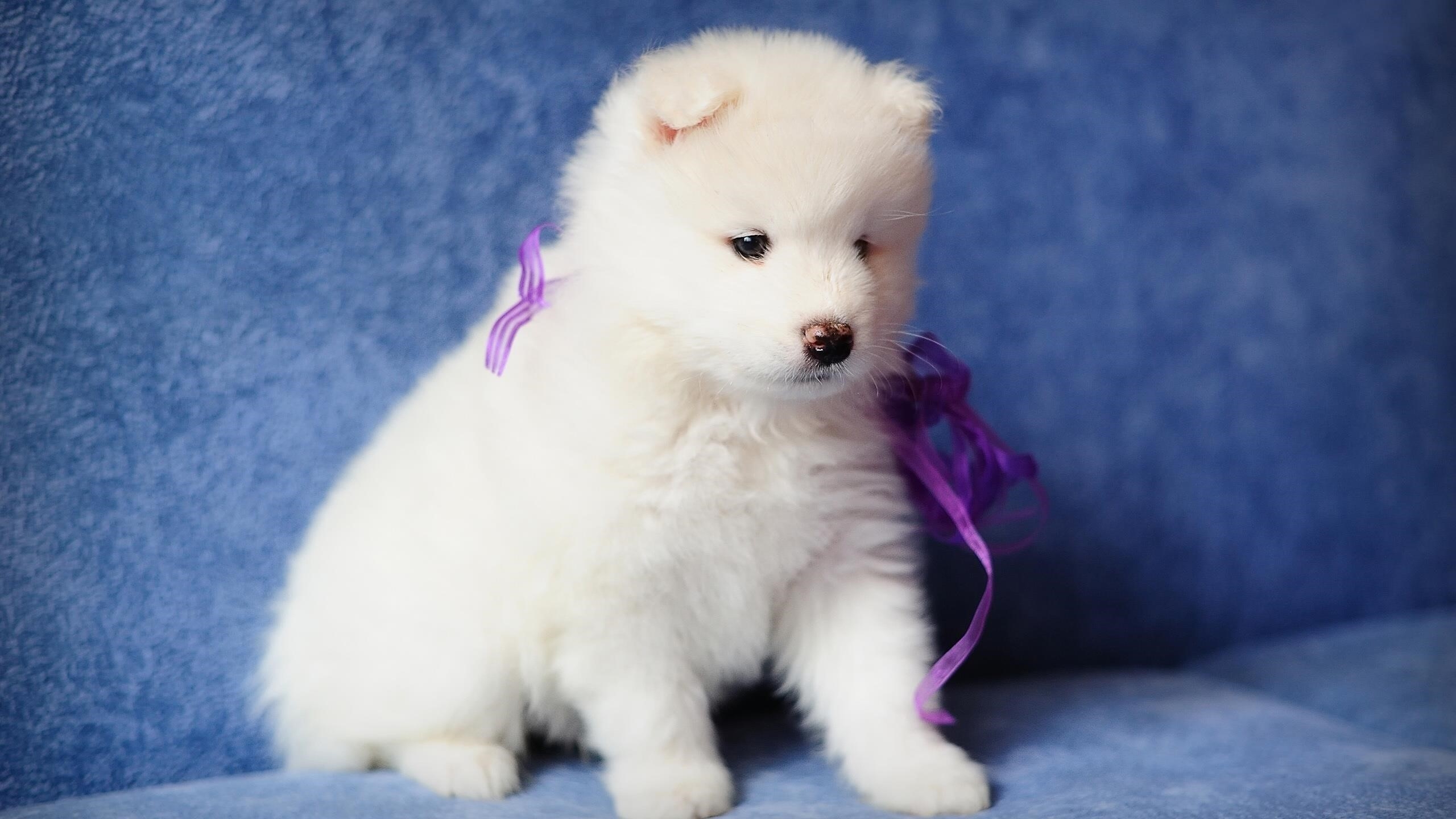 Милый белый щенок сидит на синем диване с фиолетовой лентой на шее животного обои скачать