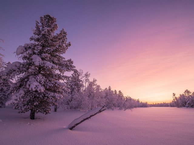 Frosty sunrise forest.