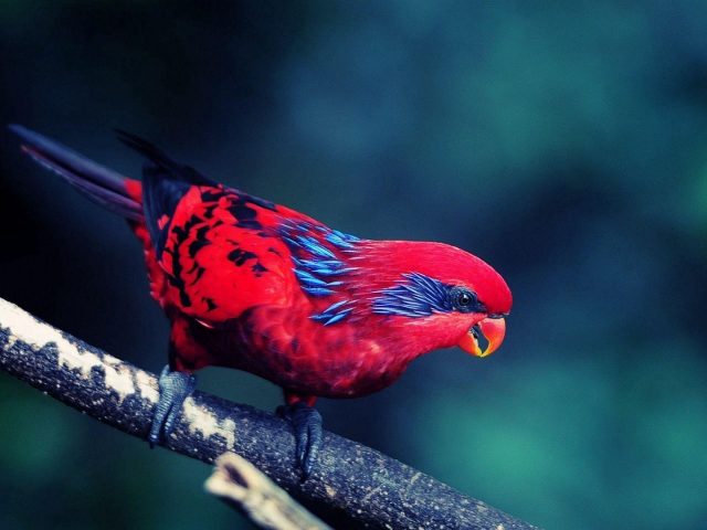 Красная синяя птица стоит на ветке дерева в размытом фоне птиц