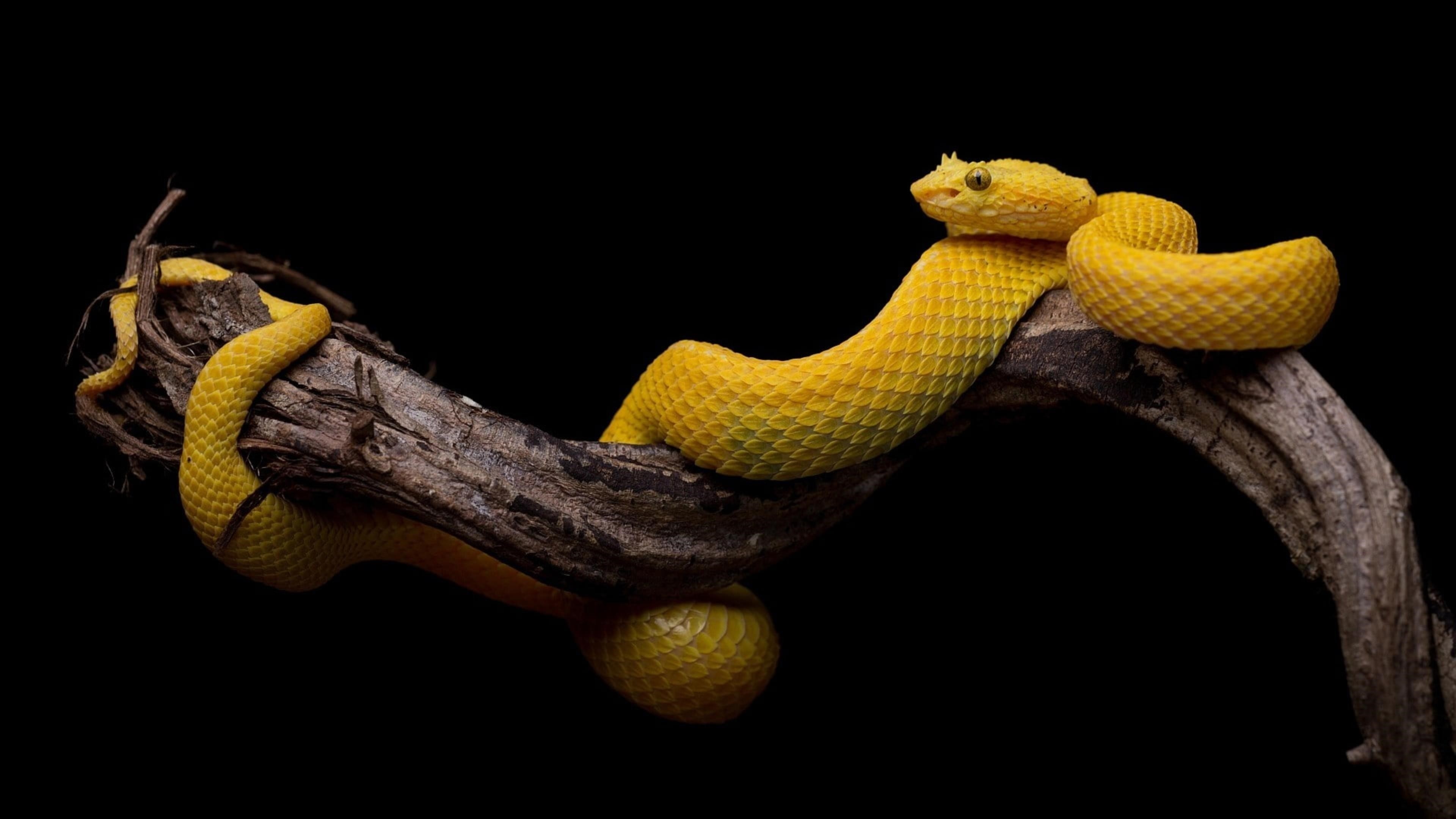Желтая змея на ветке дерева на черном фоне животные обои скачать